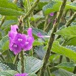 Stachytarpheta frantzii Flower