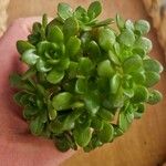 Sedum cepaea Лист