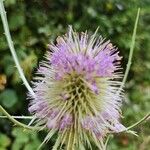 Dipsacus fullonumBlüte