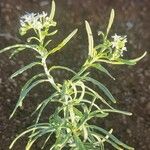 Heliotropium longiflorum फूल