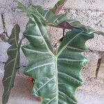 Alocasia longilobaYaprak