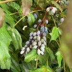 Berberis bealeiFruit