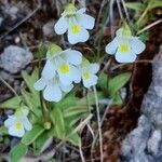 Pinguicula alpina Flor