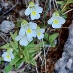 Pinguicula alpina Flor