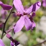 Hesperis laciniata 花