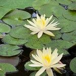 Nymphaea mexicana Blomst
