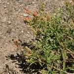 Rumex salicifolius Habitus