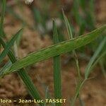 Lathyrus nissolia Fruit