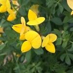 Lotus corniculatus Flor