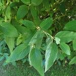 Viburnum × rhytidophylloides