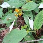 Mussaenda frondosa Leaf