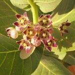 Calotropis procera Blüte