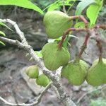 Ungnadia speciosa Fruit