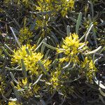 Cneorum pulverulentum फूल