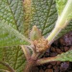 Psychotria fuscopilosa Corteza