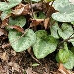 Asarum virginicum Frunză