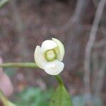 Garcinia pedicellata Плід