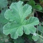 Pelargonium tomentosum Blatt