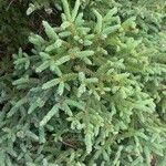 Picea mariana Blatt