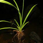 Cyperus laxus Hábito