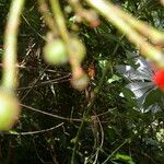 Marcgravia brownei Fruto