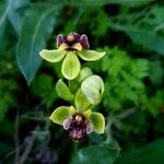 Ophrys bombyliflora Flor
