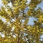 Acacia dealbata Natur