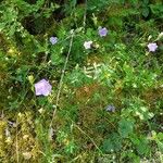 Campanula persicifoliaFlor