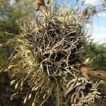Tillandsia recurvata Habit