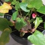 Anthurium andraeanumपत्ता