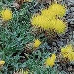 Centaurea acaulis Blüte