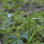 Nemophila parviflora Характер