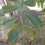 Ficus insipida Ліст