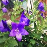 Campanula carpaticaFlower