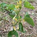 Aristolochia clematitisЦвят