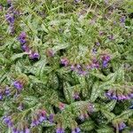 Pulmonaria longifolia 葉