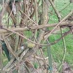 Clematis chrysocoma Corteza