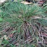 Festuca valesiaca Folha