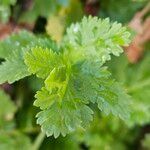 Tanacetum parthenium Foglia