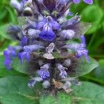 Ajuga reptansBloem