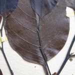 Guatteria foliosa Otro