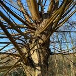 Salix alba Bark