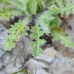 Centaurea benedicta Fuelha