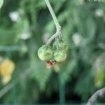 Solanum chenopodioides फल