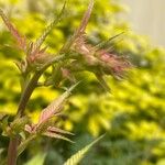 Sorbaria sorbifolia Leaf