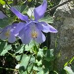 Aquilegia bernardii Цветок