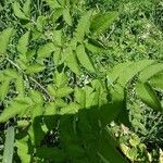 Angelica atropurpurea Hoja