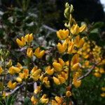 Lupinus luteolus Hábito