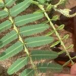 Mimosa pudica पत्ता