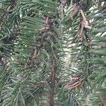 Picea retroflexa Leaf